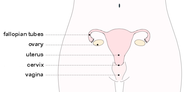 anatomie 1